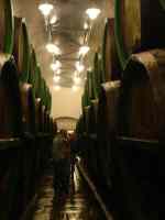 Fermenting cellars of the pilsner brewery